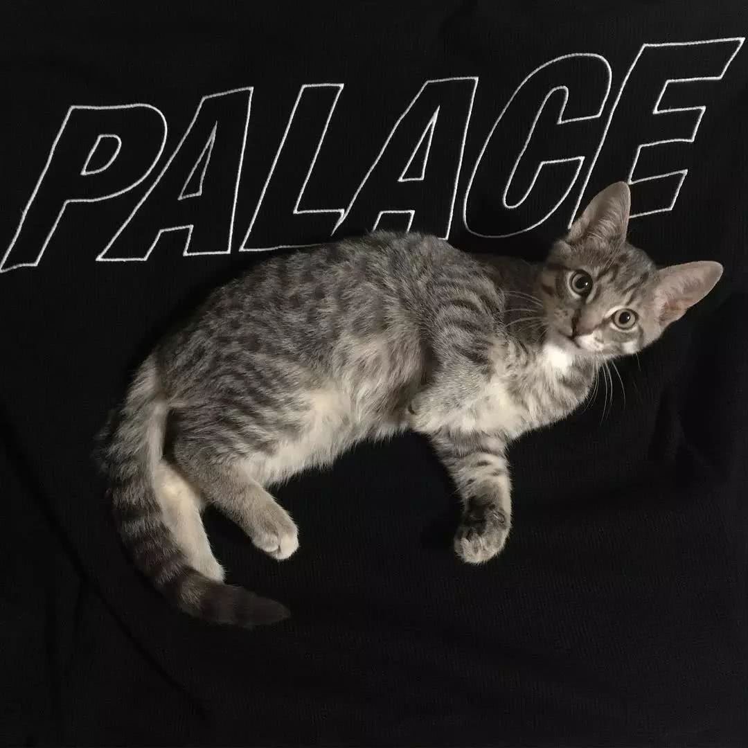 壁纸 | 做我的猫,你可以跟我的球鞋潮衣一起睡