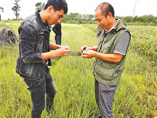 辽宁兴城红海滩现38张捕鸟网，当地林业局介入调查