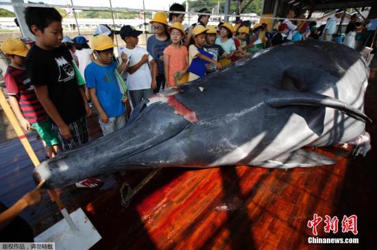 日本结束2018年度科研捕鲸：共捕获177头鲸鱼
