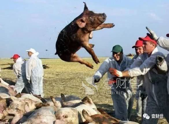 当猪周期遇上猪瘟,中欧基金曹名长重仓双汇发