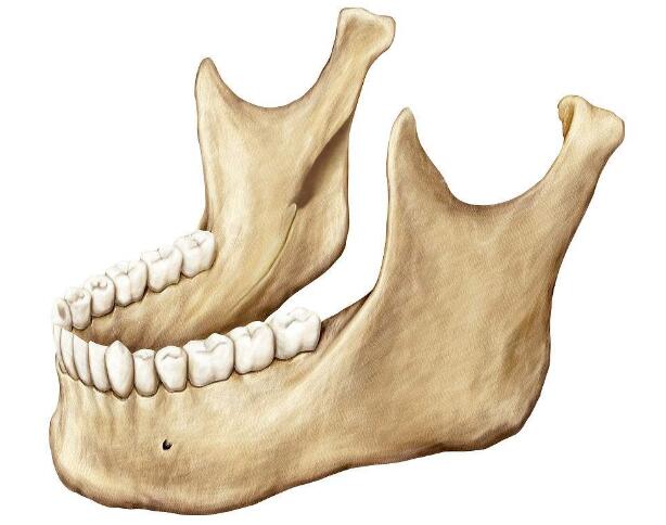 而且我们的下颌骨会一直生长到25-40岁呢,每个年龄段的骨骼发育都是不