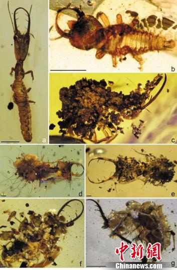 缅甸琥珀揭示蛉类幼虫的“伪装行为”演化史