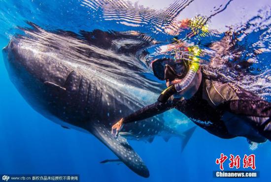 印尼男子“骑”保护动物鲸鲨取乐引众怒 已被逮捕