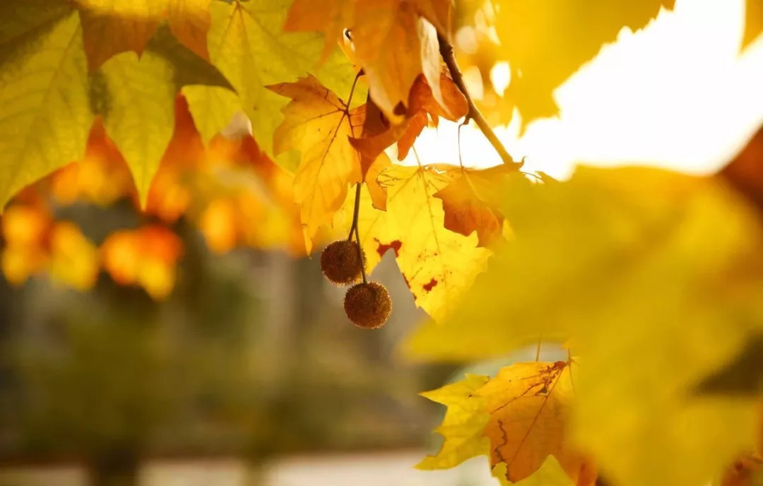 三个动作,解锁宋朝上流社会的蟹宴做法