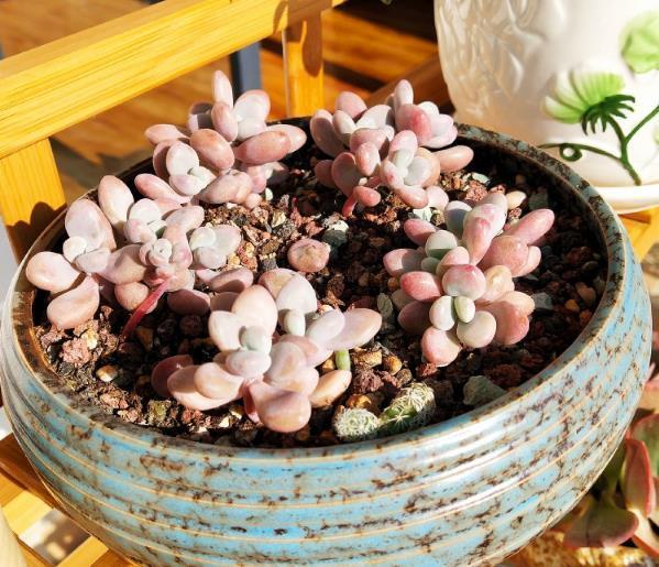 给多肉植物浸盆的好处有很多,但比浇水难,这里