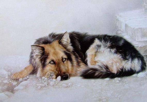 属狗人做网络生意佩戴什么最招财