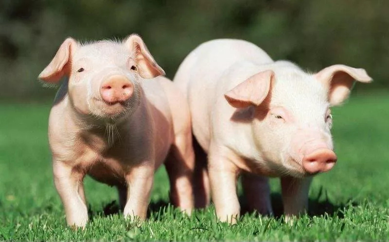 国内第四个非洲猪瘟疫情区出现,猪肉价格或受