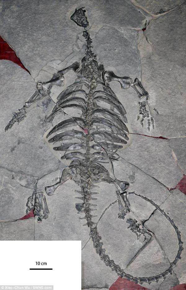 贵州关岭发现2.28亿年前龟化石：出现喙保留牙齿，非海龟