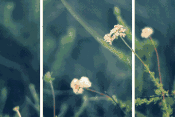 处暑,是二十四节气之中的第14个节气,交节时间点在公历8月23日前后