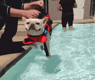 笑图| 狗狗的世界你不懂