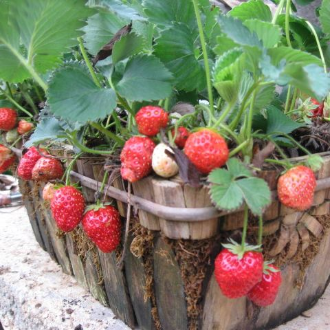 这种水果“维C”含量丰富，种点在阳台，丰收后能吃到爽！