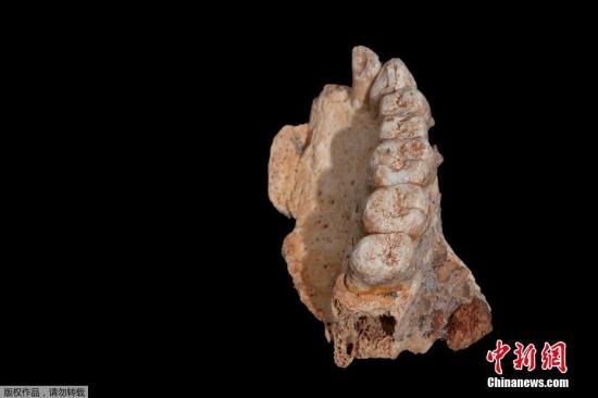 1月26日消息，以色列近日出土了非洲以外最古老的现代人类遗骸，为遗传学研究推测提供了证据，即人类迁徙出非洲的时间比之前想象的要早得多。这些化石是在以色列迦密山史前洞穴Misliya发现的一些面部碎片，包括一块颚骨和几颗牙齿。美国科学杂志1月25日的报道称这些骨头可以追溯到17.4万到18.8万年前。这比人类祖先的最后一个已知证据早了5万年。它提供了迄今为止最清晰的证据，证明我们的祖先第一次离开非洲比我们之前认为的要早得多。