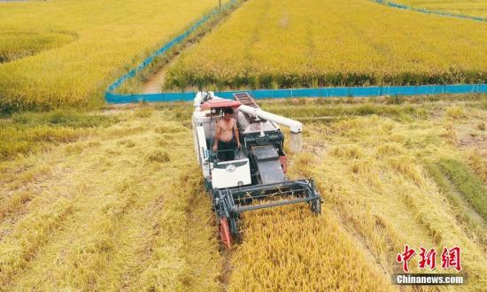 今年全国早稻播种面积减少原因为何？统计局解读