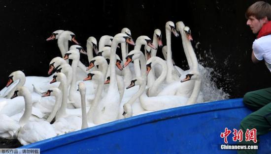 当地时间2018年8月7日，德国汉堡，由于天气炎热，天鹅被驱赶上船并将它们运送到过冬的地方躲避酷暑。