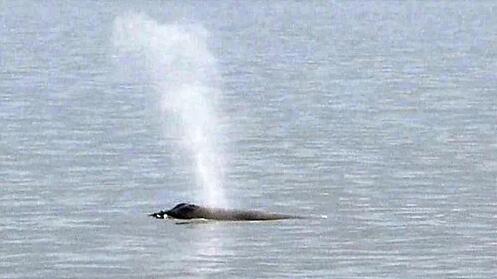 日本北海道附近海域惊现濒危罕见黑露脊鲸