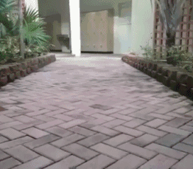 地毯 272_239 gif 动态图 动图