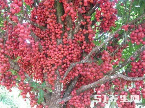 去广西旅游，树上簇拥着一大串红“龙眼”，馋得刚想摘就被制止了！