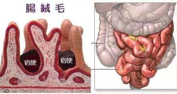 肠道水疗