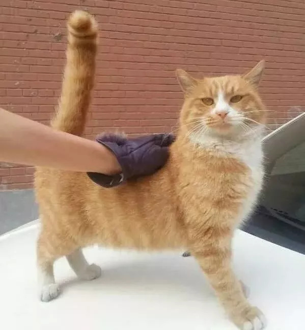 猫的眼里怎样才算好看的猫?