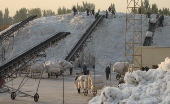 2018年度阿克苏市第一批棉花目标价格改革加