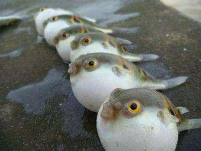 买15份河鲀套餐 男子索10倍赔偿