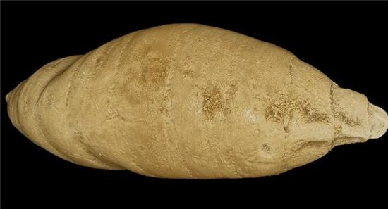 化石蛹内发现远古黄蜂 繁衍方式酷似异形