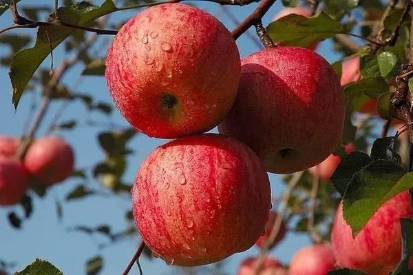 延安苹果(宜川产地)世界公认的好苹果
