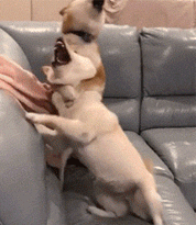 汪星人gif图 :主人泡了个澡,但是看汪这个表情,事情