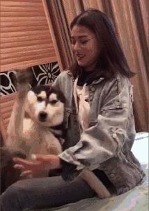 当美女逗哈士奇的时候结局尴尬了.哈哈