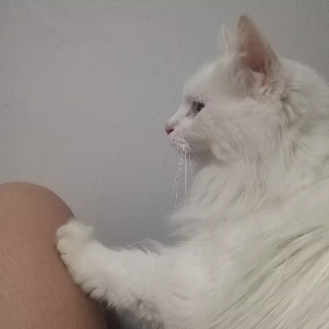 梦里面狗狗咬了我一口,是为了转世后能找到我