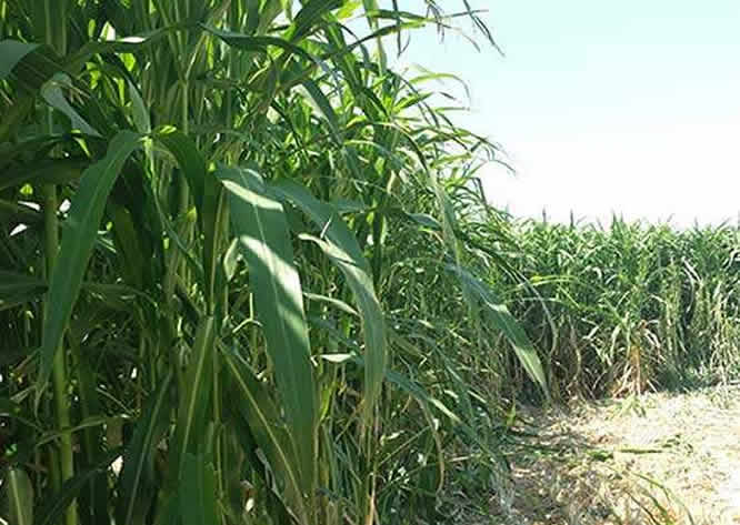 大力士甜高粱种植