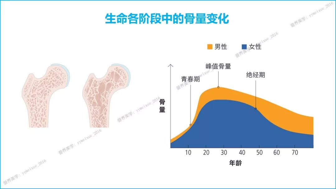 【营养美学】生命各阶段健康骨骼的饮食计划(2018)