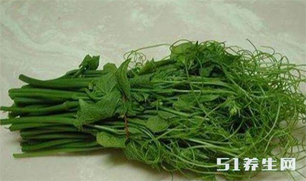龙须菜 龙须菜