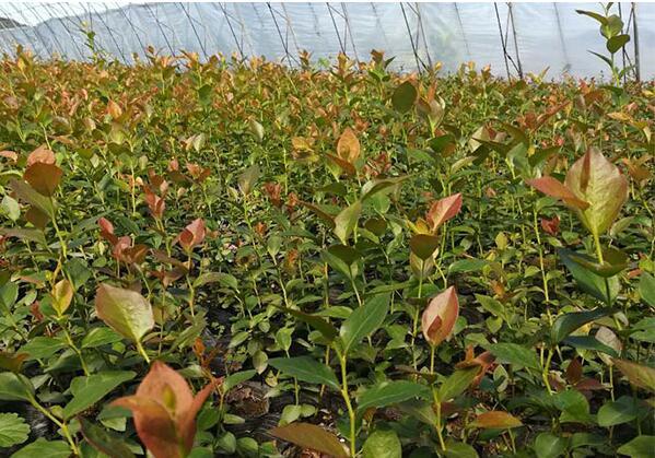 种植蓝莓如何改良土壤