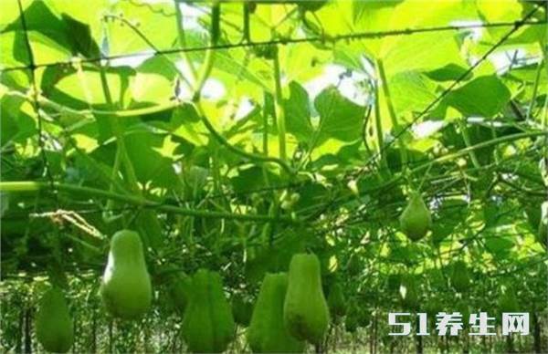 龙须菜 龙须菜