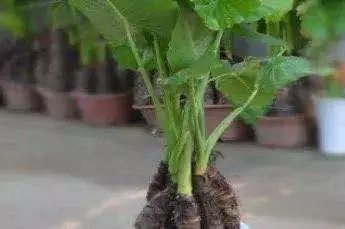 几块钱一斤的秋葵将成都夫妻吃进ICU,菜市场