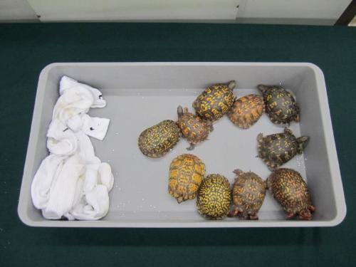 香港查获市值1900万港币走私濒危物种 含85只活蛙
