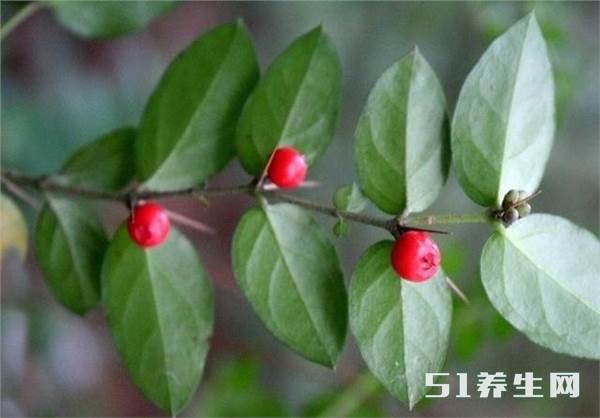 虎刺 虎刺