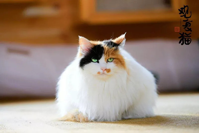 马未都|观复猫~杨玉环