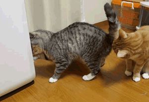 搞笑段子:你娶个老婆你一不做二不休,你什么意思!