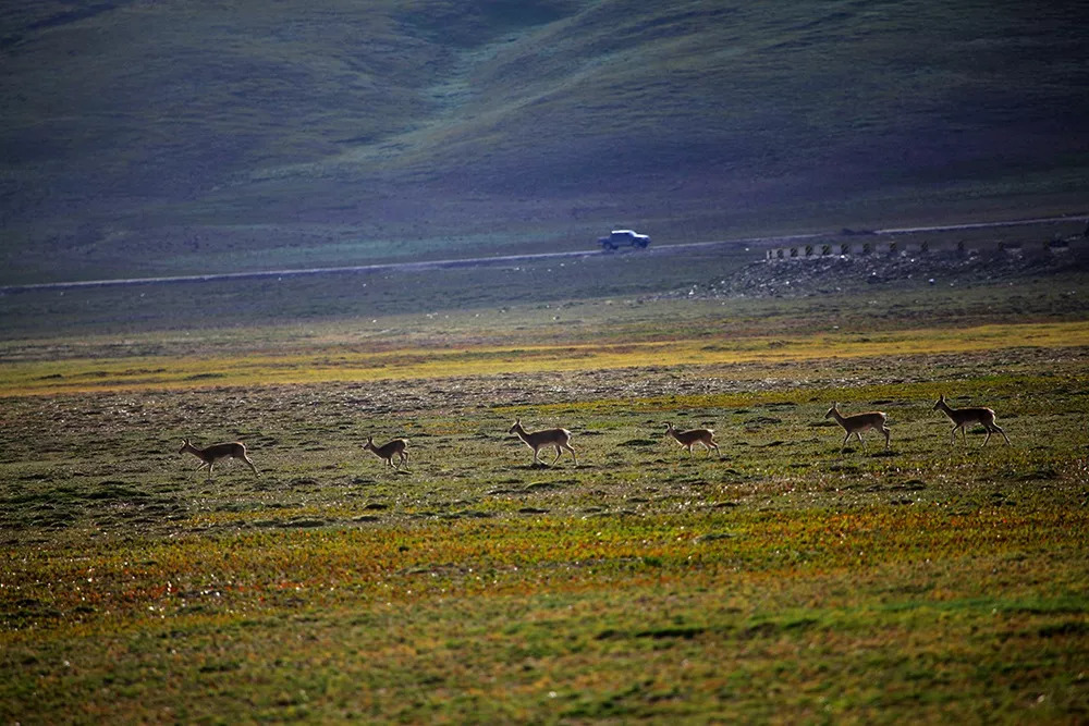 我国第一个国家公园研究院上岗,探秘不一样的