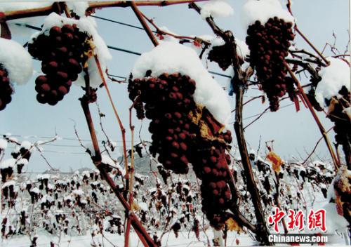 桓仁冰酒列入“中国-欧盟地理标志互认互保”产品清单
