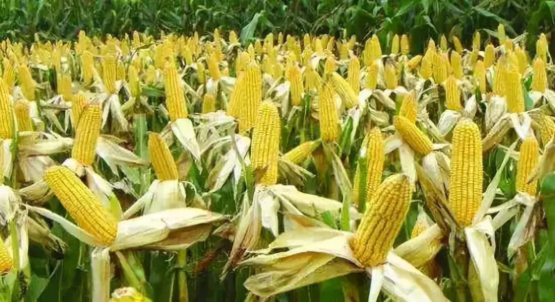 思】玉米收储制度改革对家庭农场加入合作社行