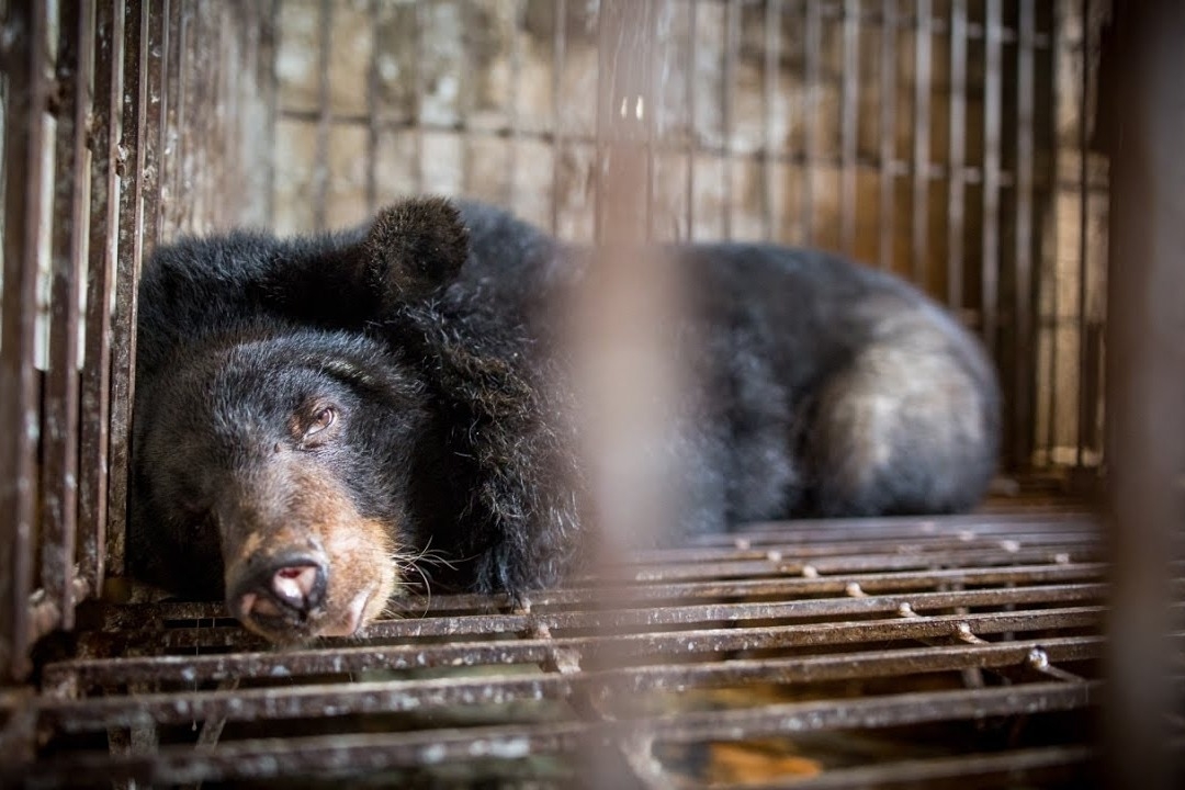 越南熊胆汁价格暴跌，养殖熊惨遭杀害，未来或出现在餐桌上