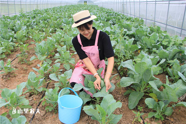 北京山里农夫捉虫记:美女大战小菜虫