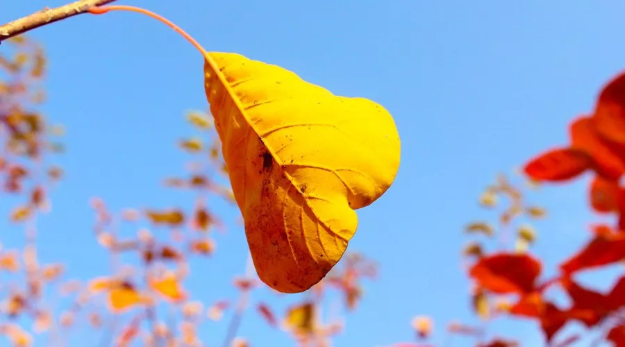 关于秋天的好词、好句、好段、好诗!转给你的