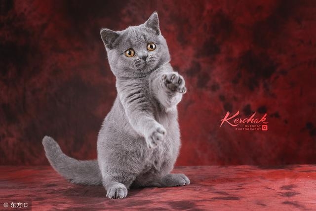 盘点那些掉毛少的猫