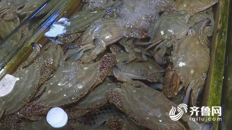 如何挑选海螃蟹图解 36EACCCAD03A24E87B7F6B0600DAC77C54F1192F_size62_w800_h450.jpeg