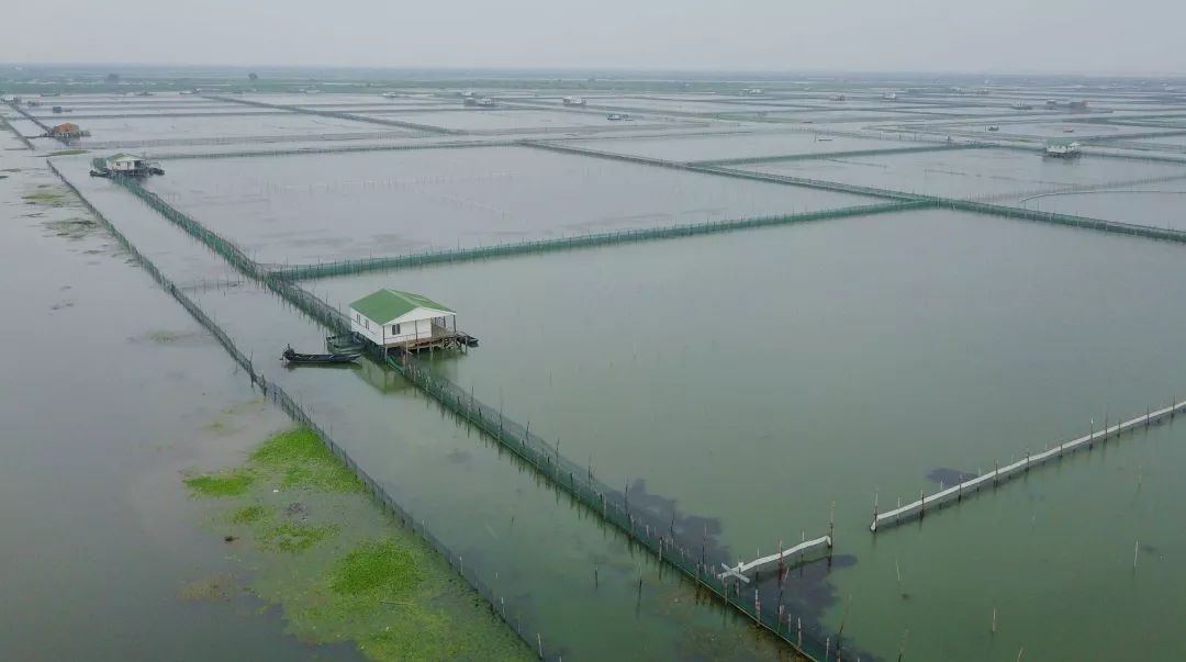 太湖要禁养大闸蟹?别急,还有阳澄湖大闸蟹,但有99%都是冒牌货!