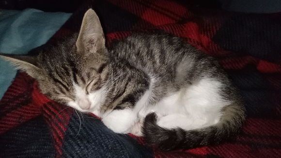 求助:小猫咪猫藓怎么治?